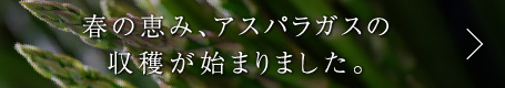 春の恵み、アスパラガスの収穫が始まりました